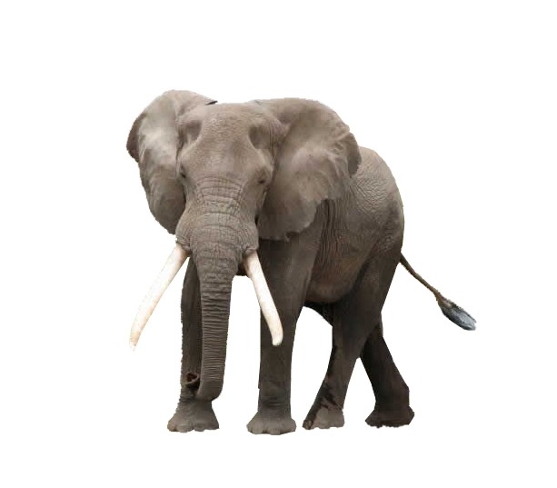 elefant.jpg